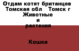 Отдам котят британцев - Томская обл., Томск г. Животные и растения » Кошки   